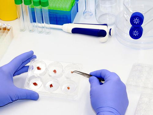 细胞肉、昆虫与鱼蛋白 探索宠物食品原料的新方向